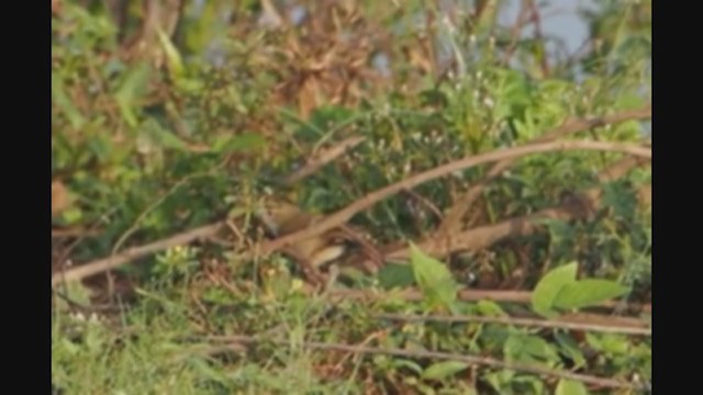 Booted Warbler - ML282366771