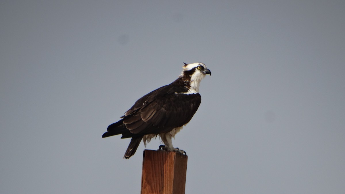 Osprey - ML282366881