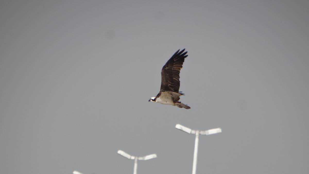 Osprey - Calvin Bonn