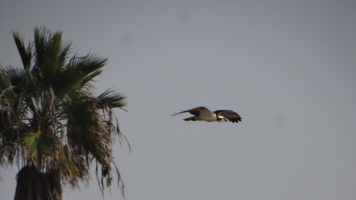 Osprey - ML282367071