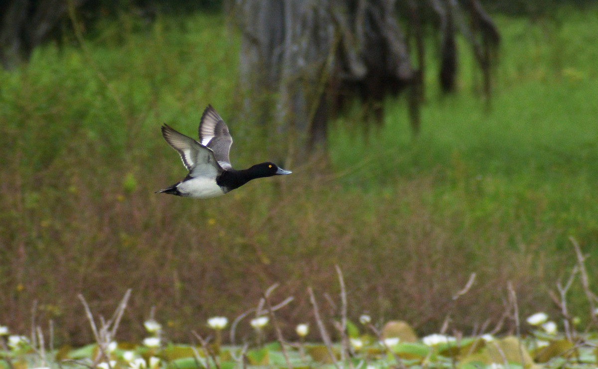 Lesser Scaup - Jorge Dangel