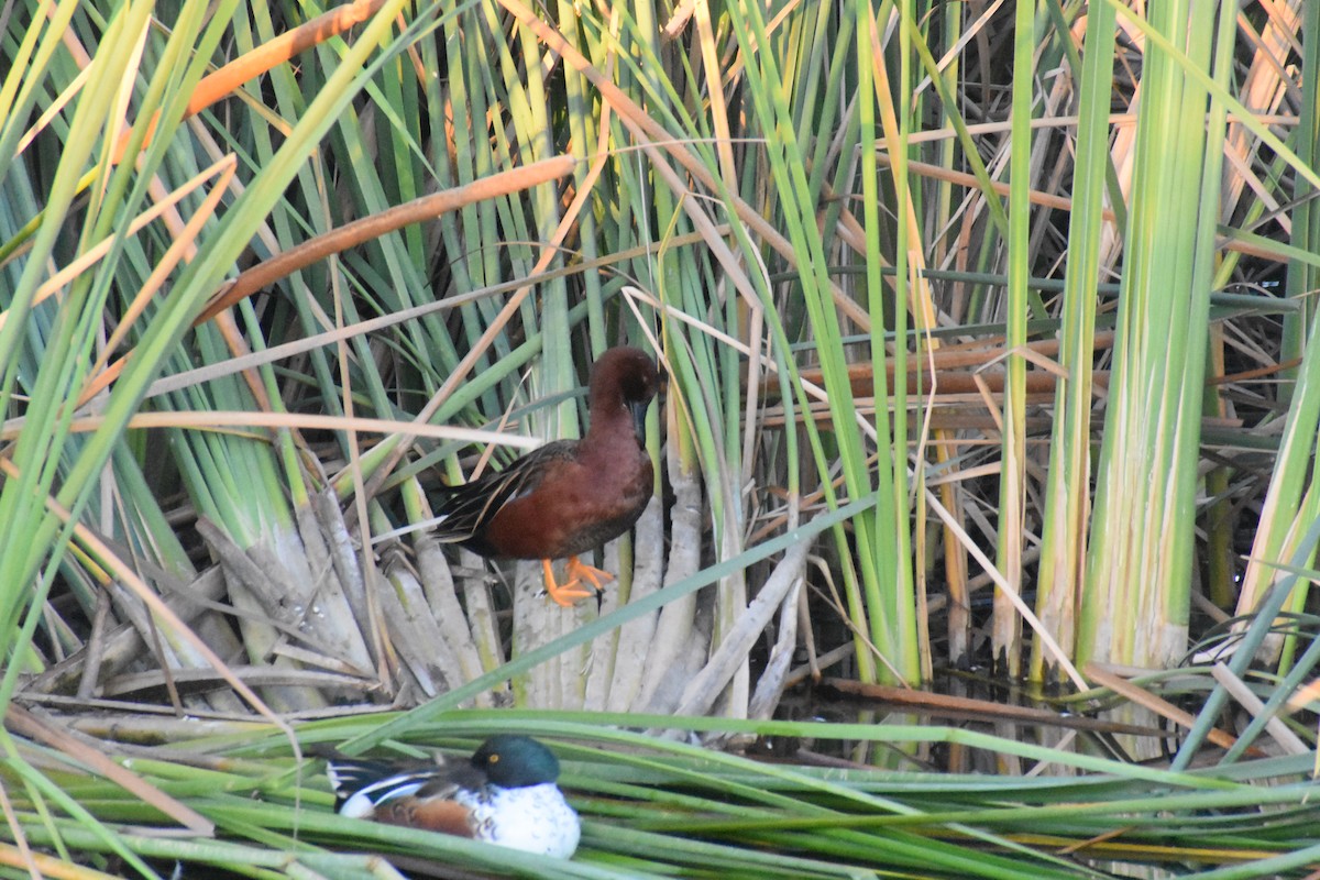 Cinnamon Teal - ML282367691