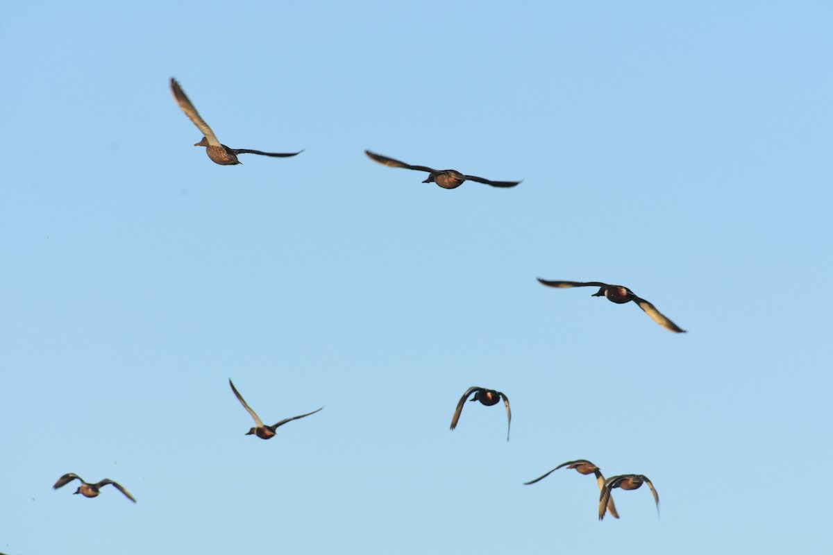 Northern Shoveler - ML282367811