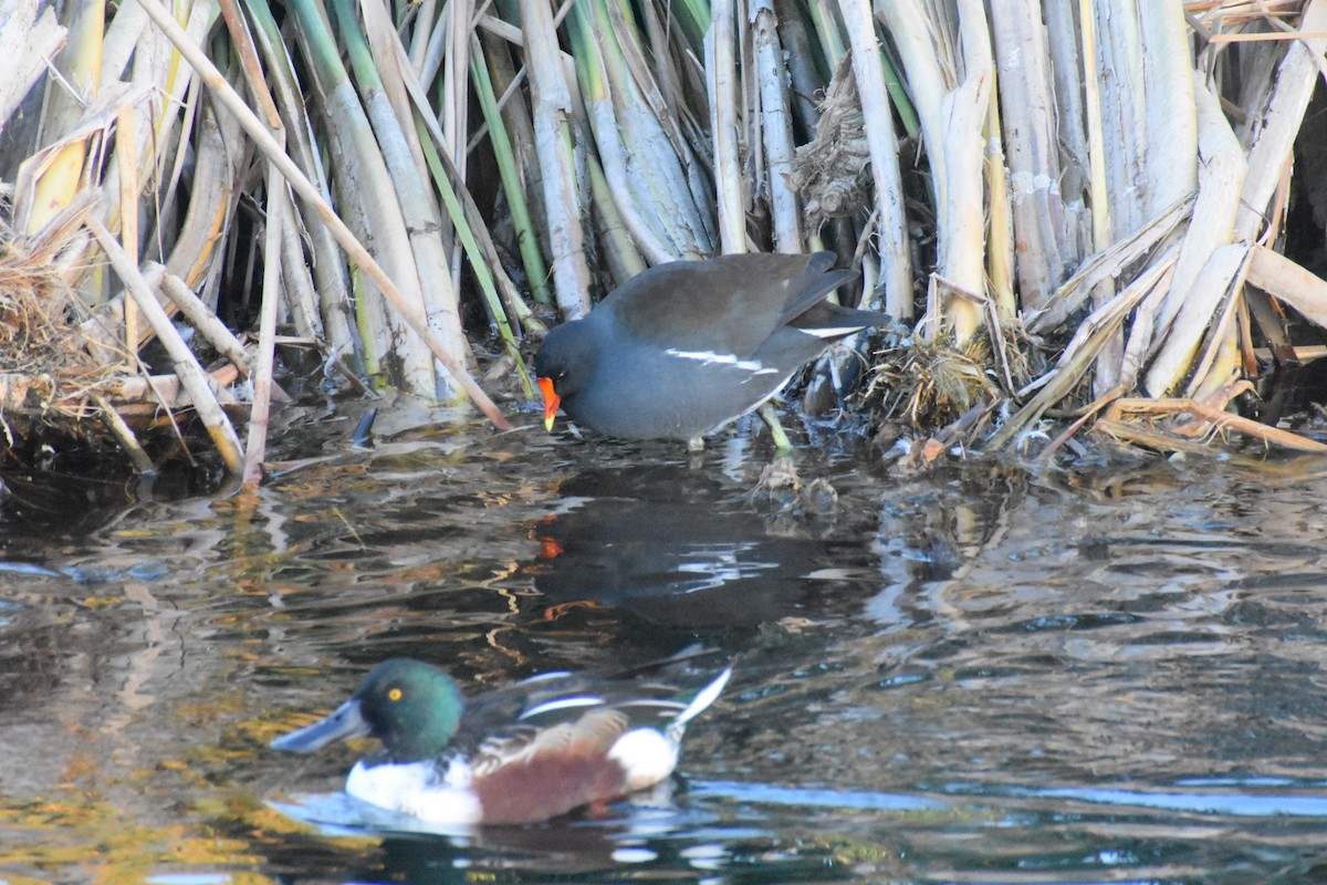 Common Gallinule - ML282367931