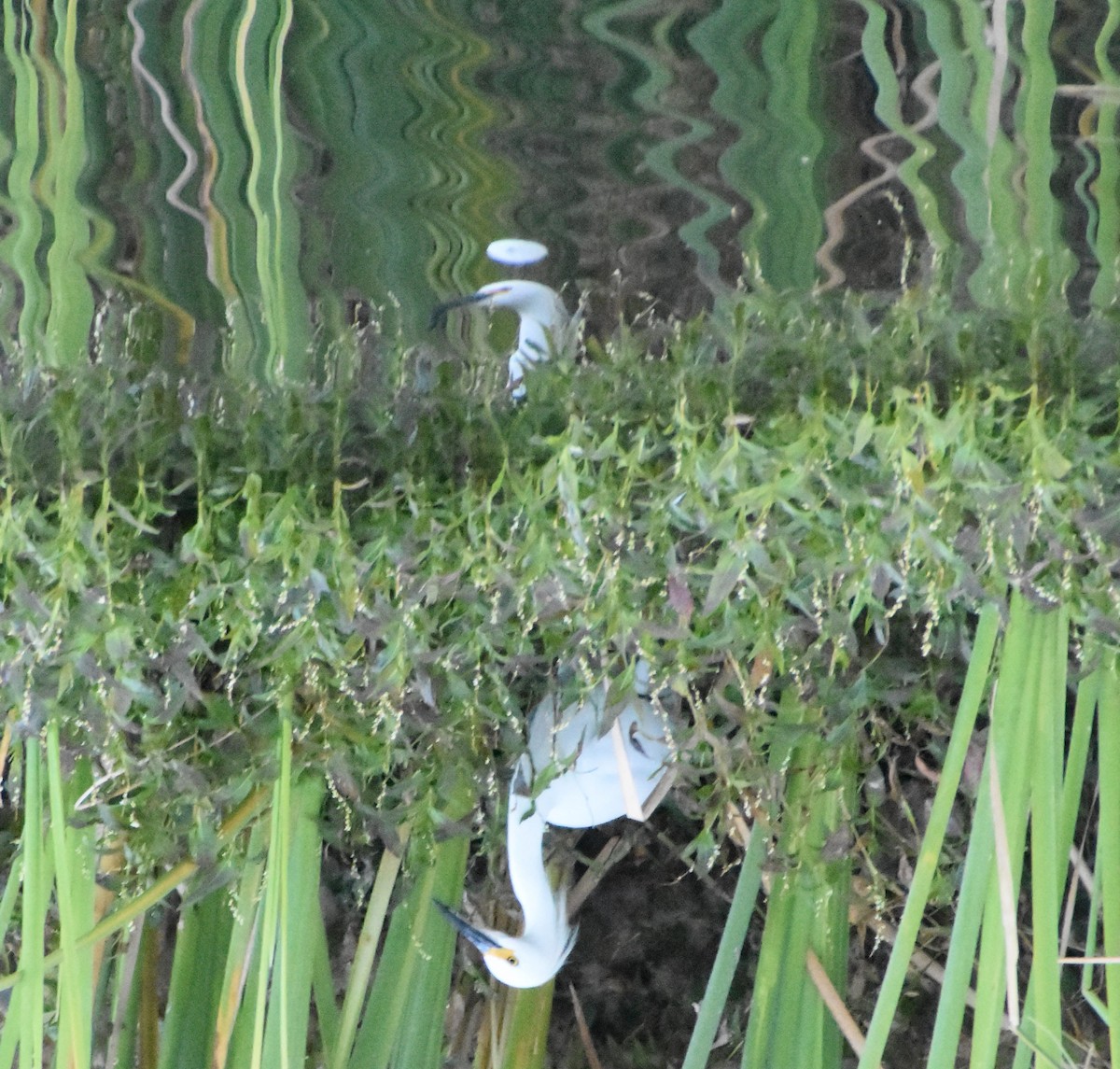 Snowy Egret - ML282368241