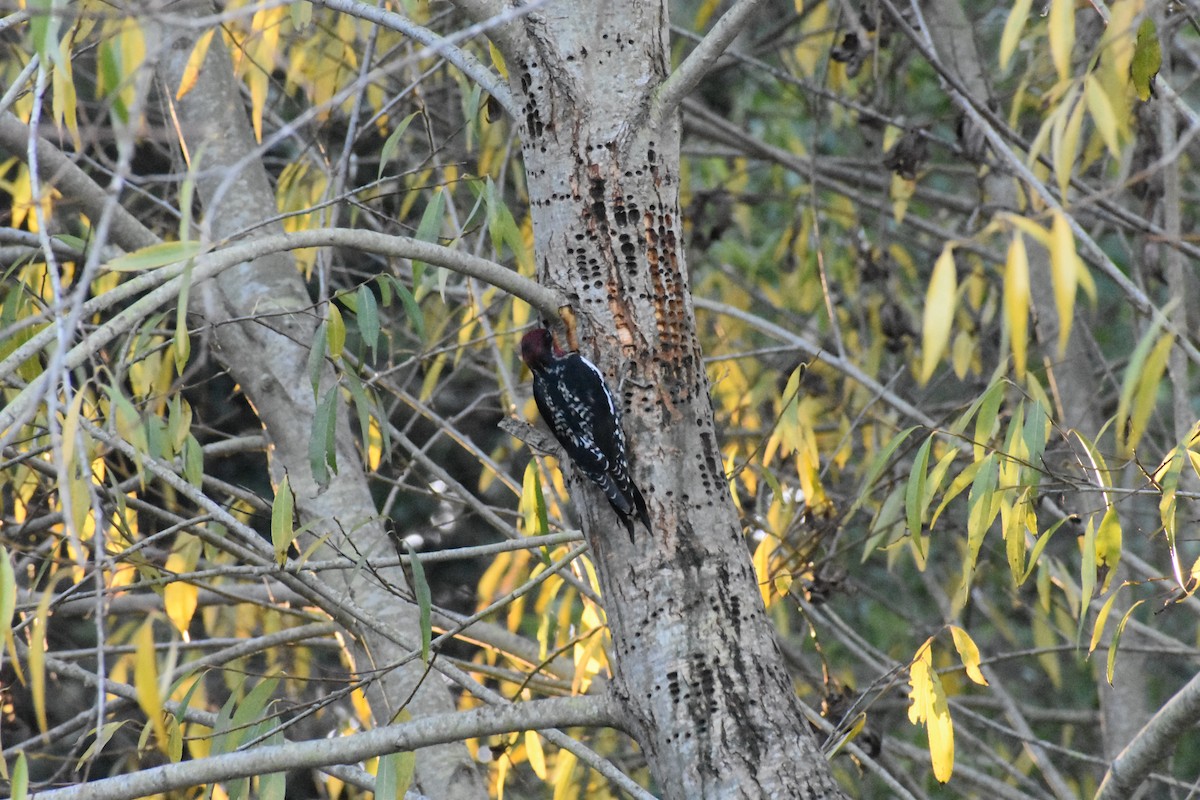 Red-breasted Sapsucker - ML282369421