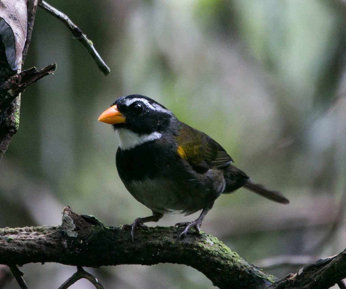 Orange-billed Sparrow - ML282369671