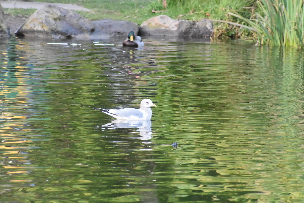 Short-billed Gull - ML282370171