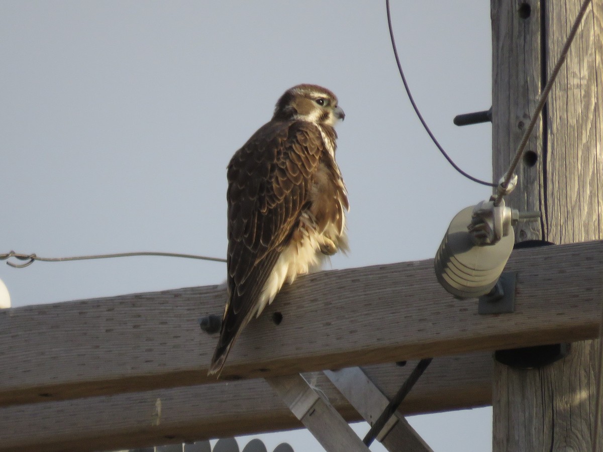 Prairie Falcon - ML282370241