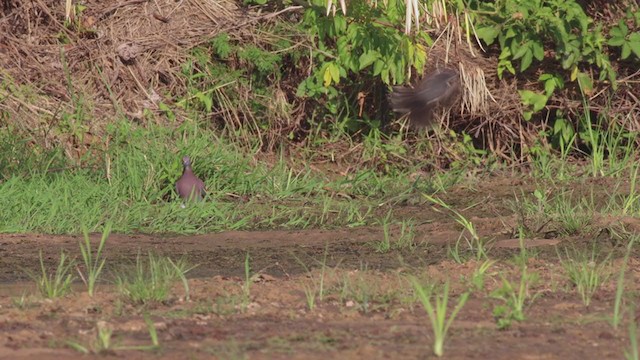 Pigeon rousset - ML282370301