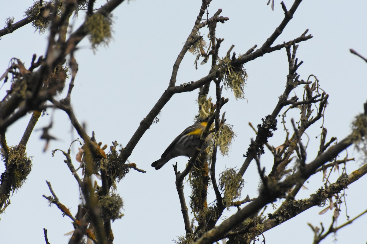Yellow-rumped Warbler - ML282370871