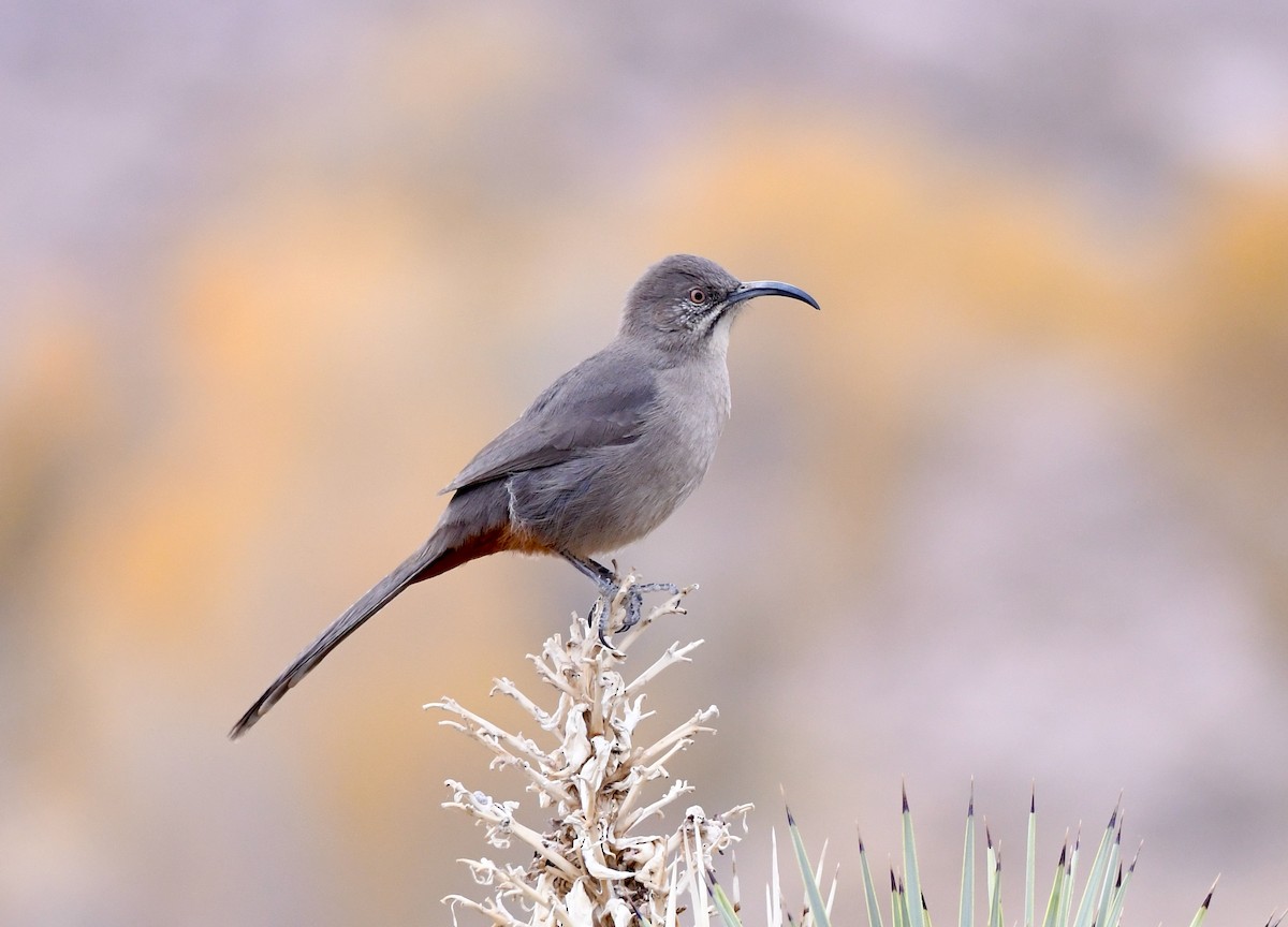 Crissal Thrasher - ML282370901