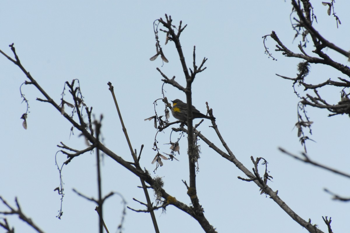 Yellow-rumped Warbler - ML282370911