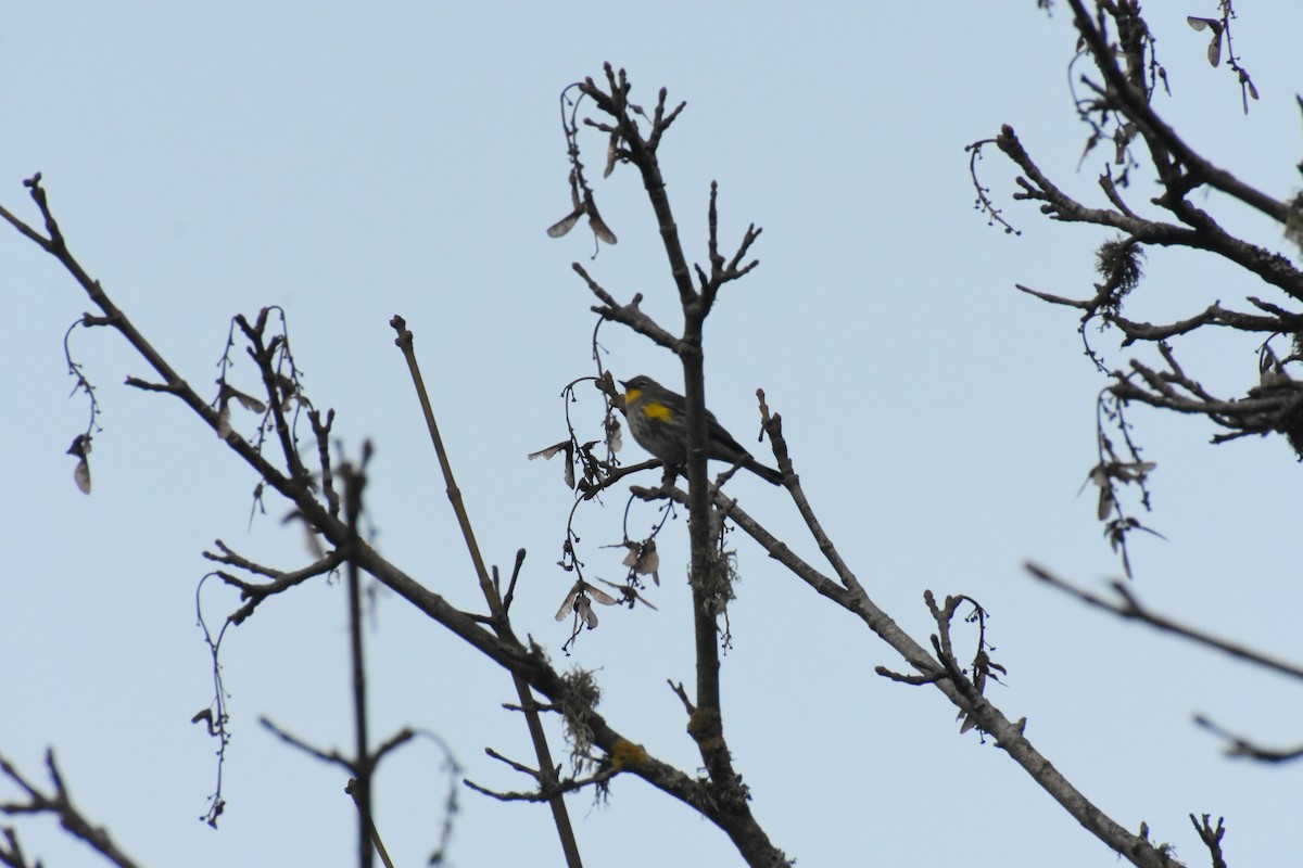Yellow-rumped Warbler - ML282370931