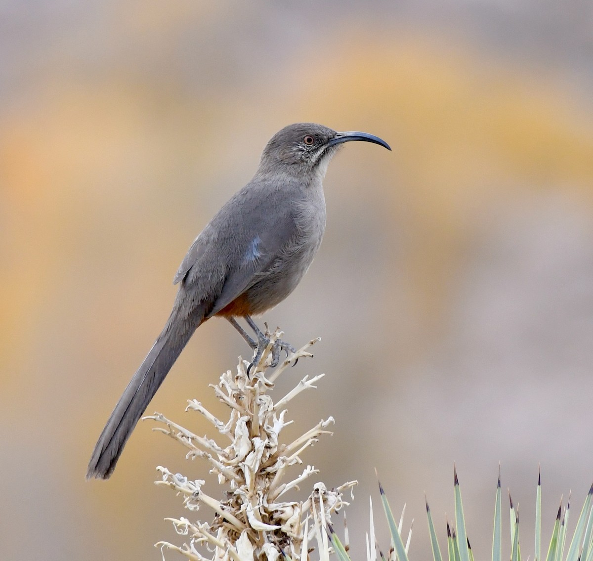 Crissal Thrasher - ML282371021