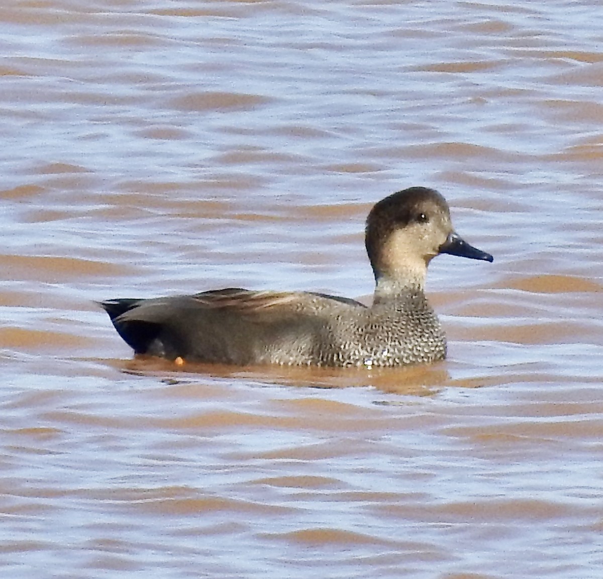 Gadwall - Van Remsen