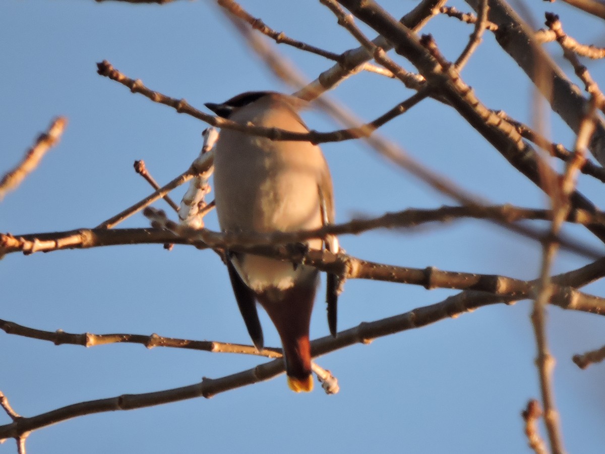 Bohemian Waxwing - ML282373591