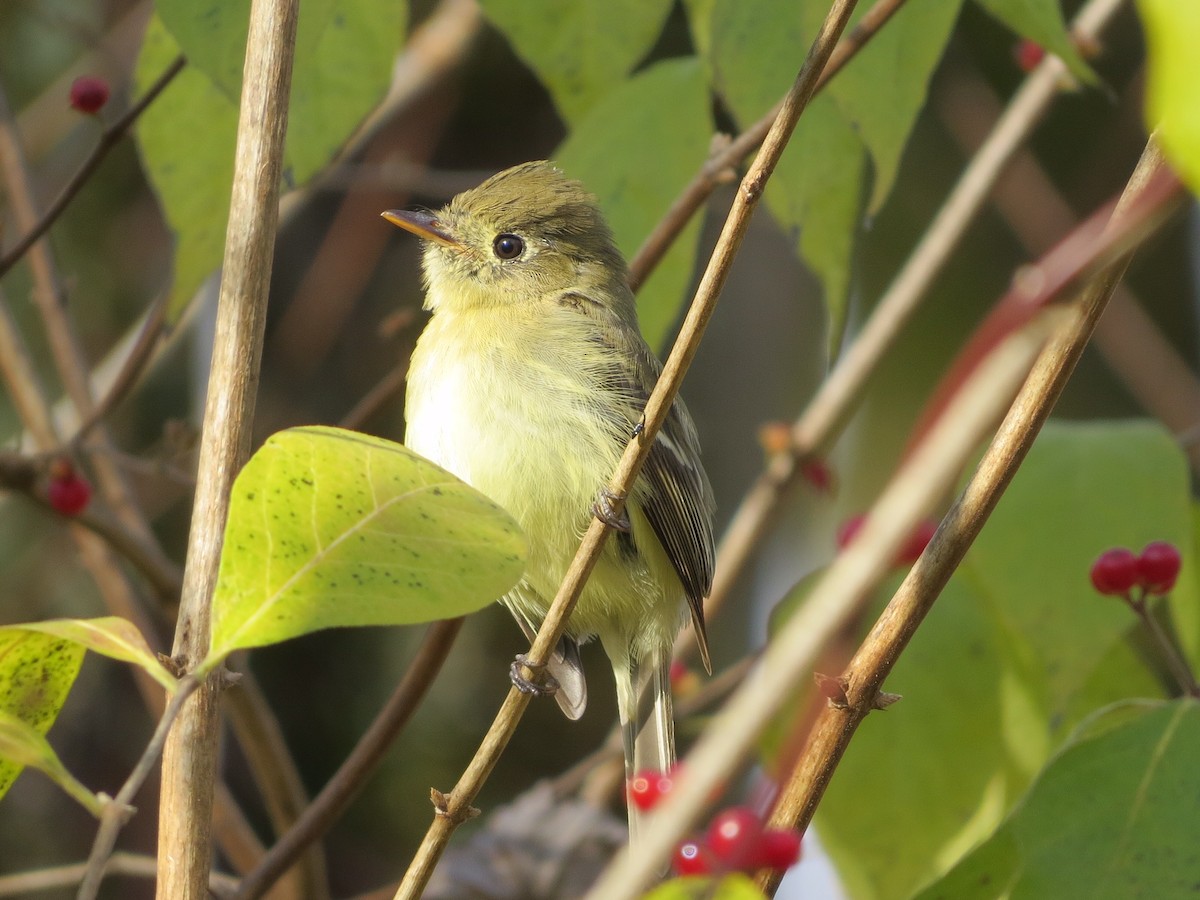 Western Flycatcher - Corinna Honscheid