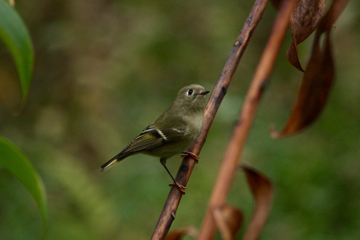 Ruby-crowned Kinglet - ML282377291