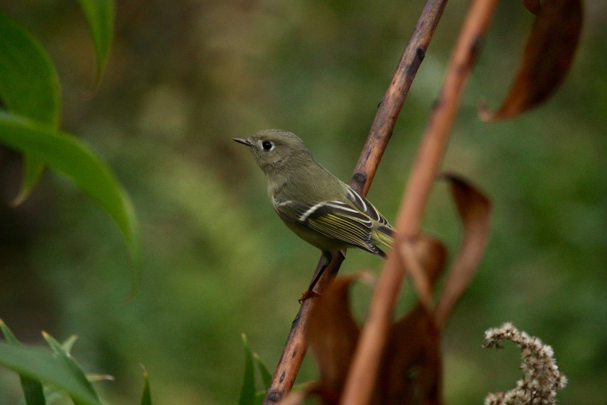 Ruby-crowned Kinglet - ML282377301