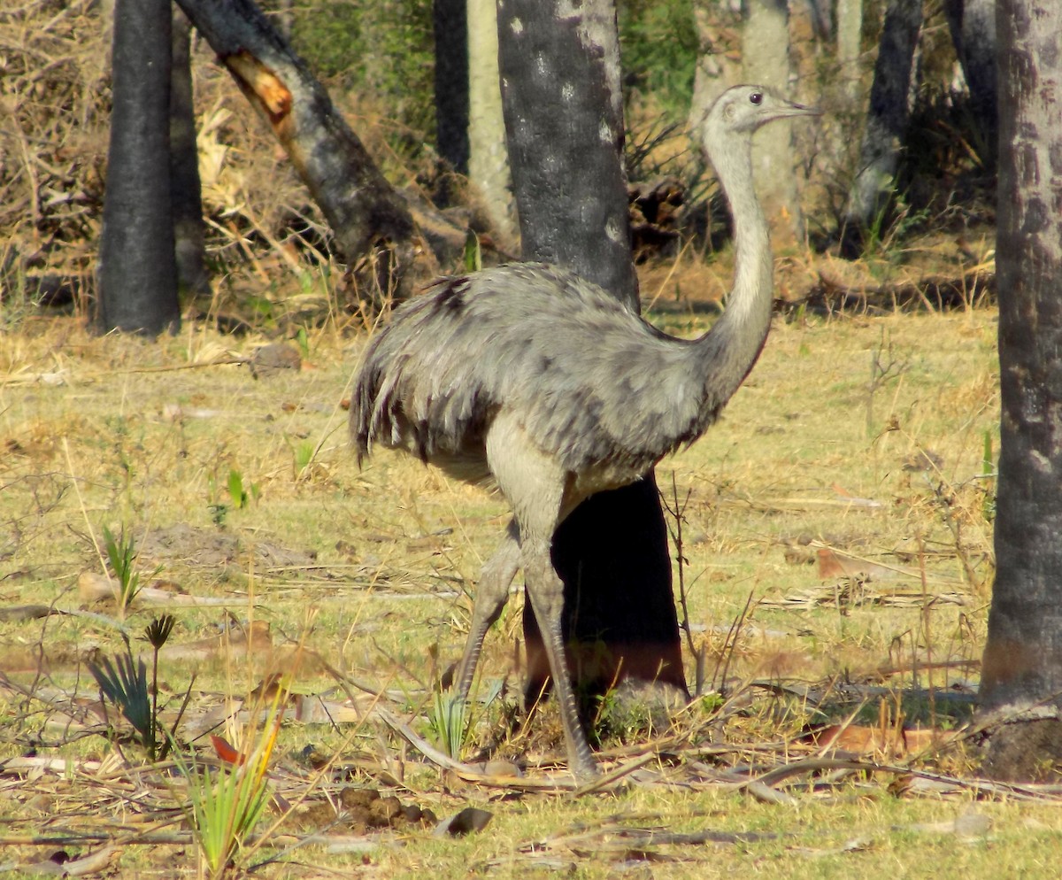 Greater Rhea - David Elias Gamarra