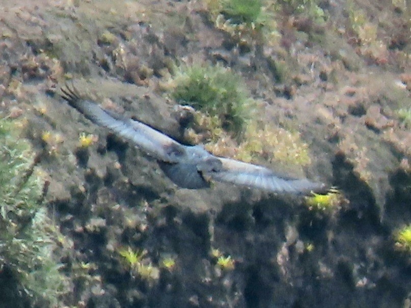 høvdingvåk - ML282377691