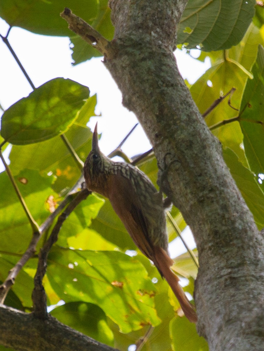 Scaled Woodcreeper - ML282377771