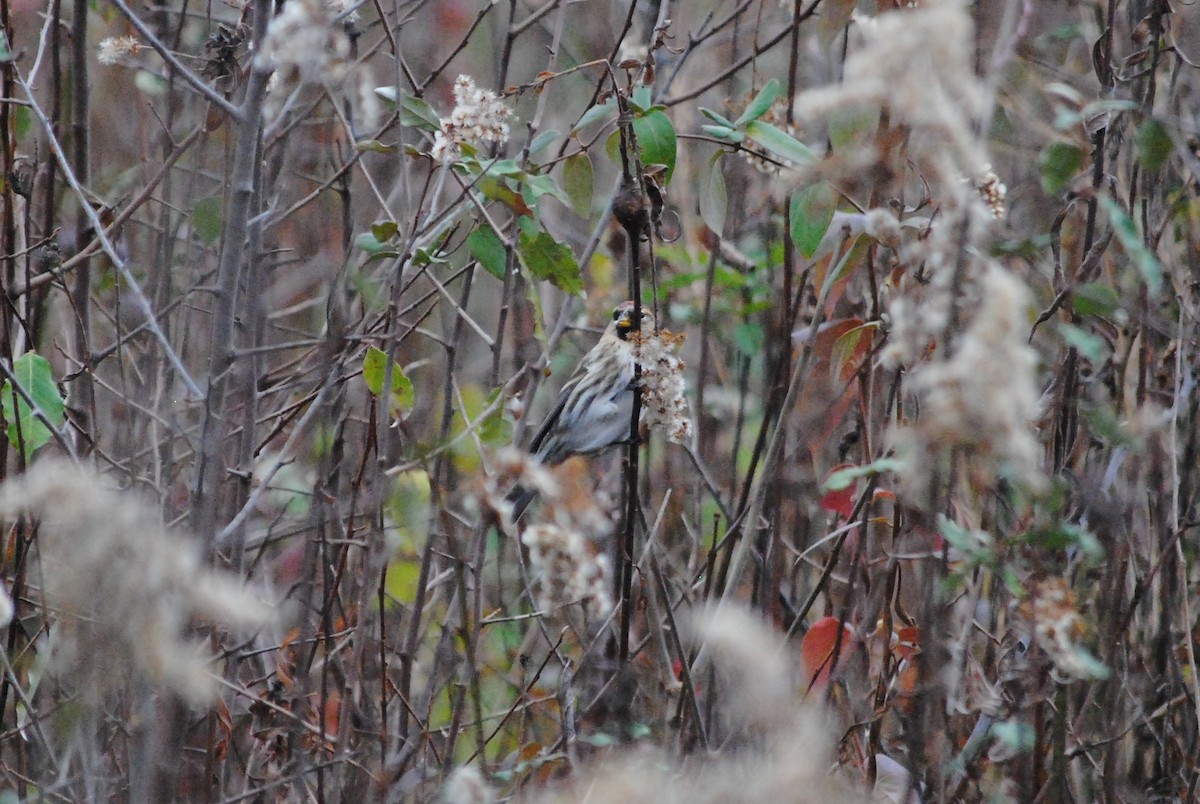 Common Redpoll - ML282378191