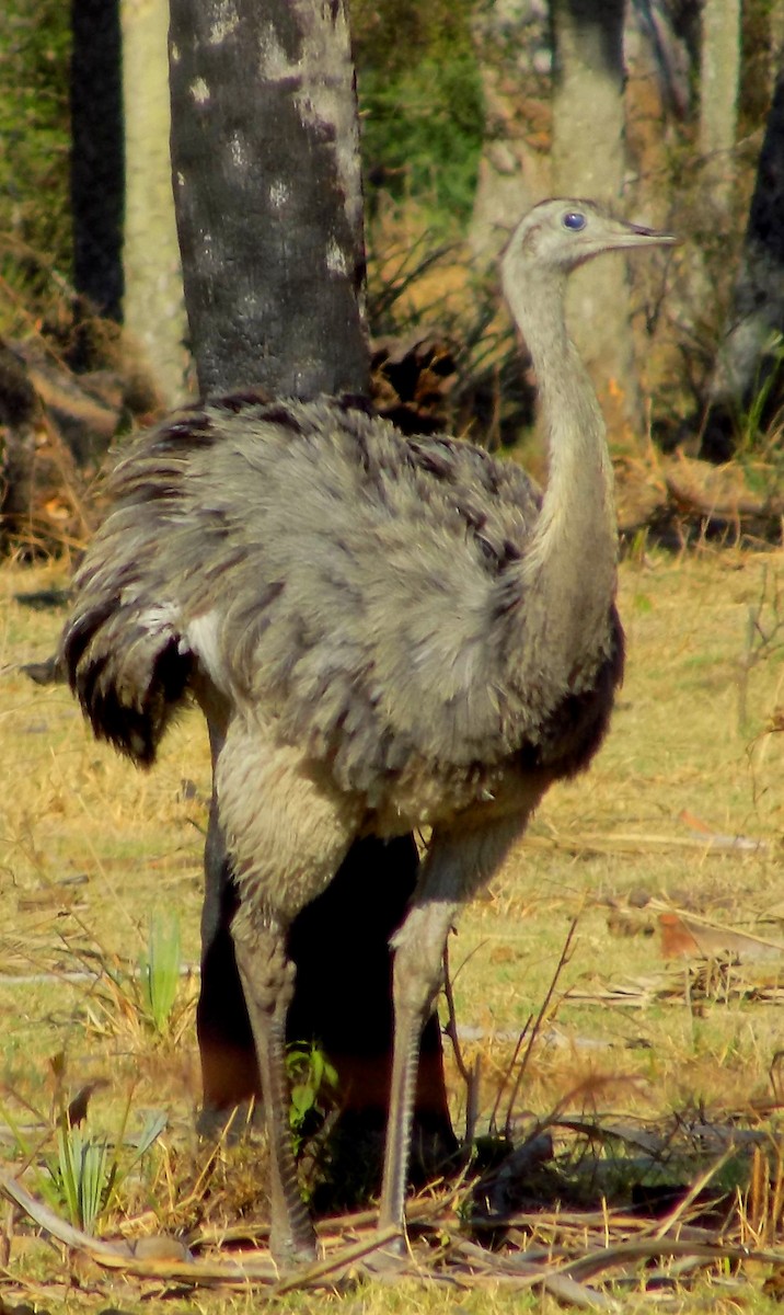 Greater Rhea - ML282378411