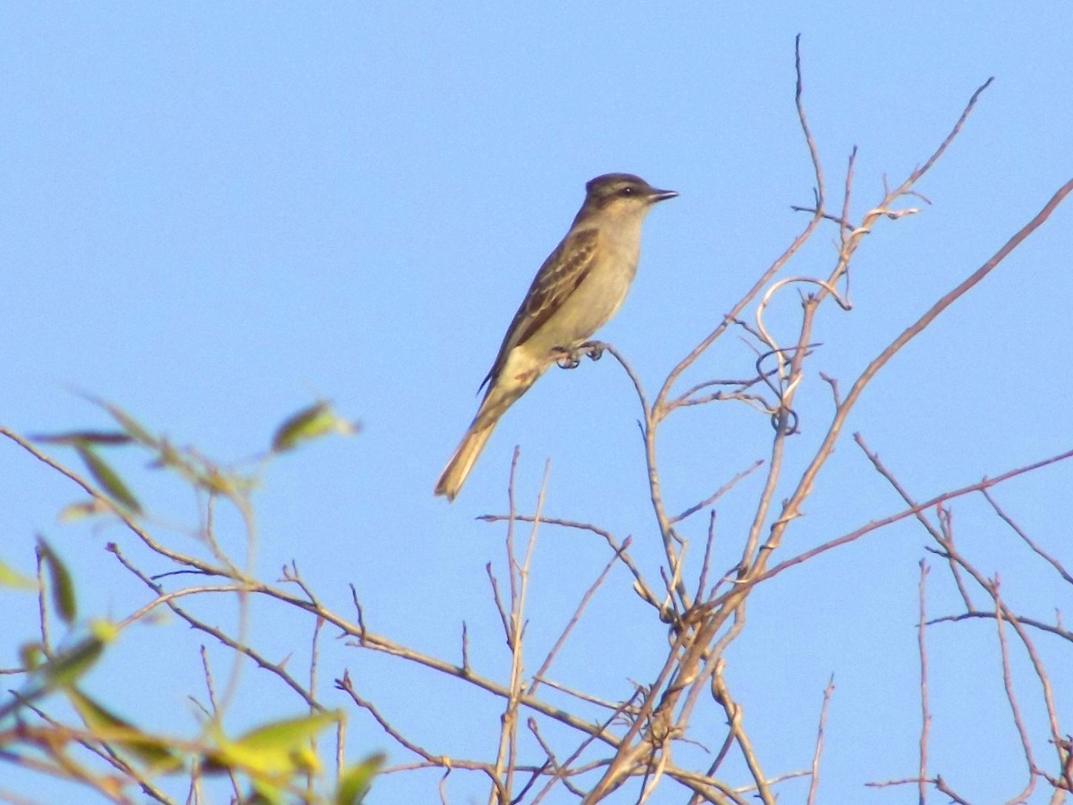 Crowned Slaty Flycatcher - David Elias Gamarra