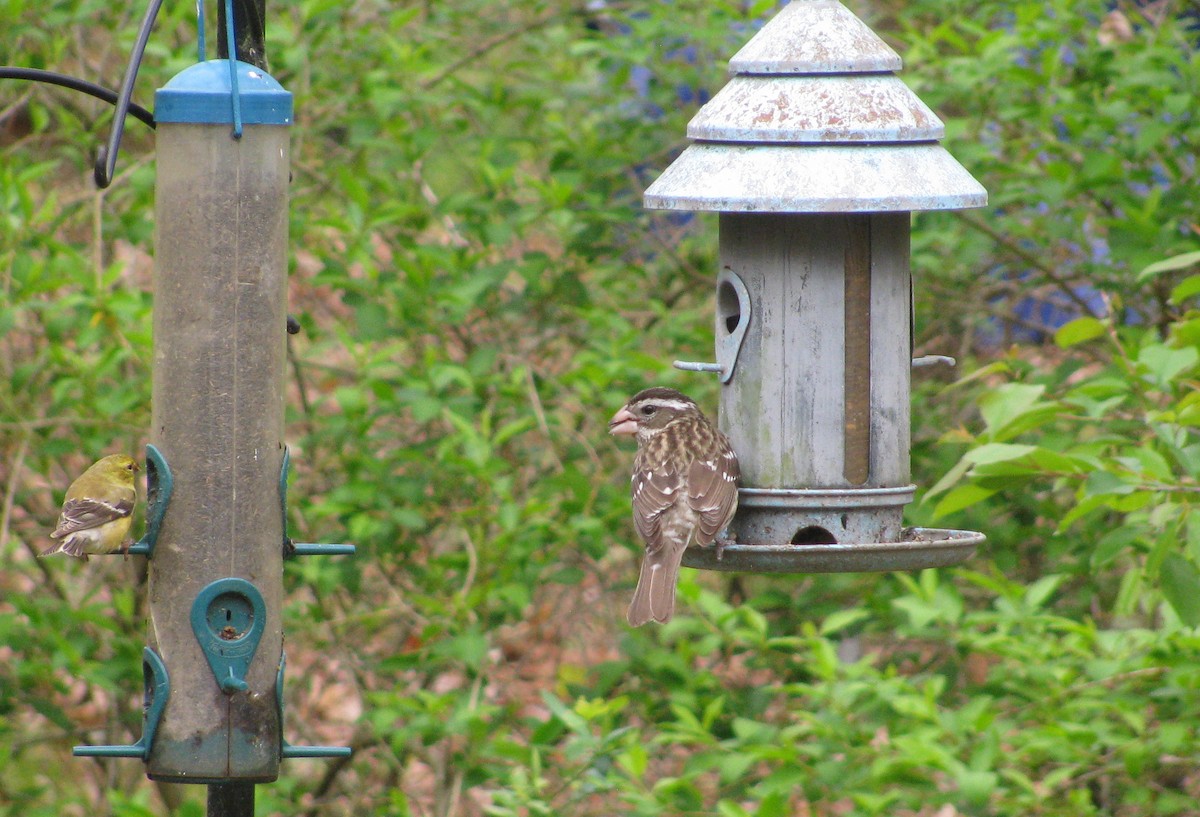 Rose-breasted Grosbeak - ML28237941