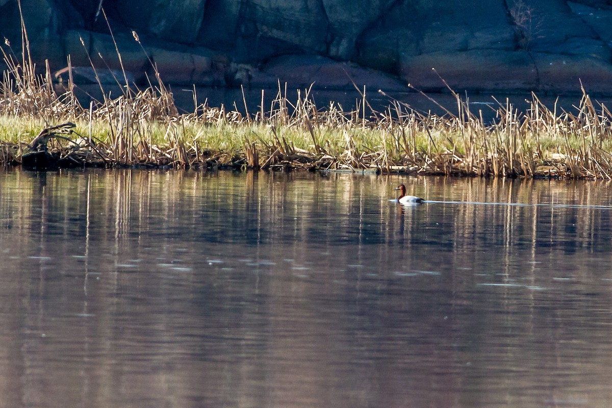 Canvasback - ML28237951