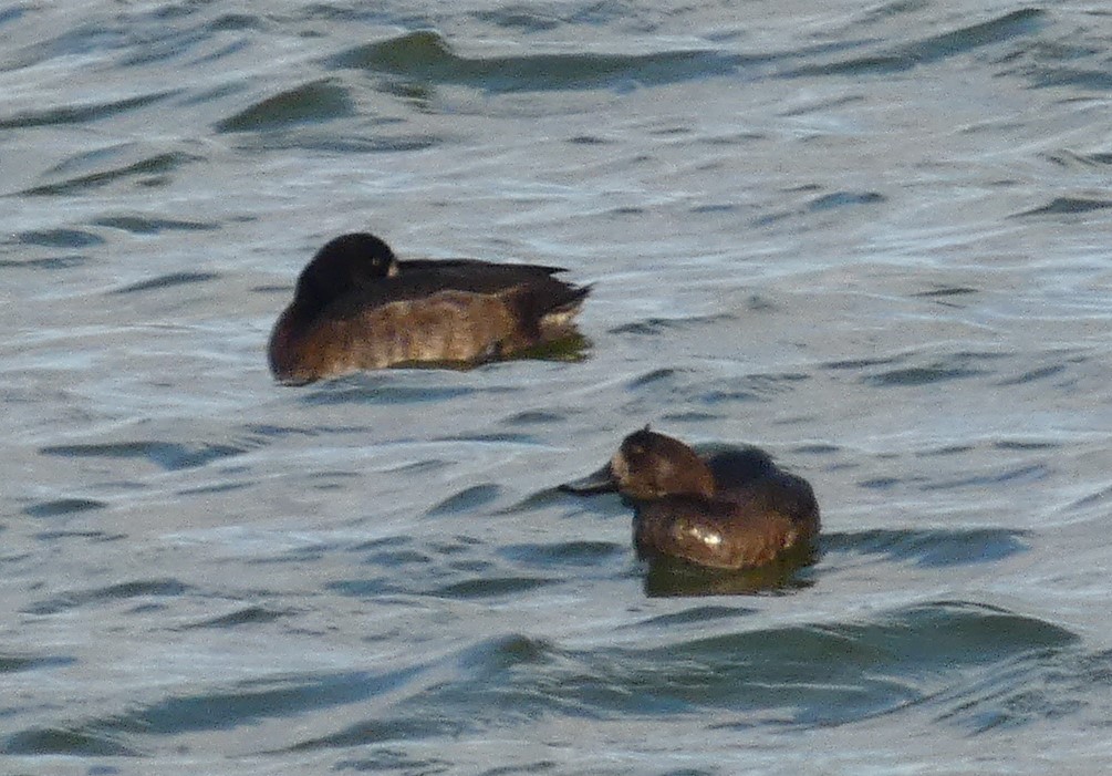 Murgilari handia - ML282380941