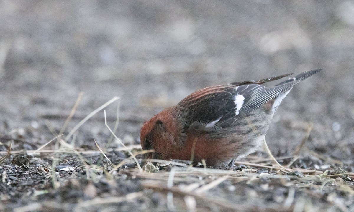 White-winged Crossbill - ML282382931