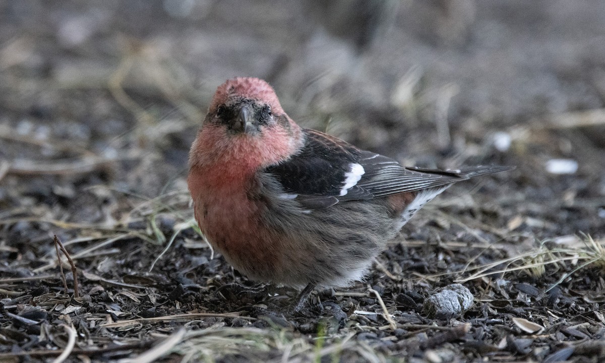 White-winged Crossbill - Chris Wood