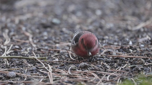 White-winged Crossbill - ML282383221