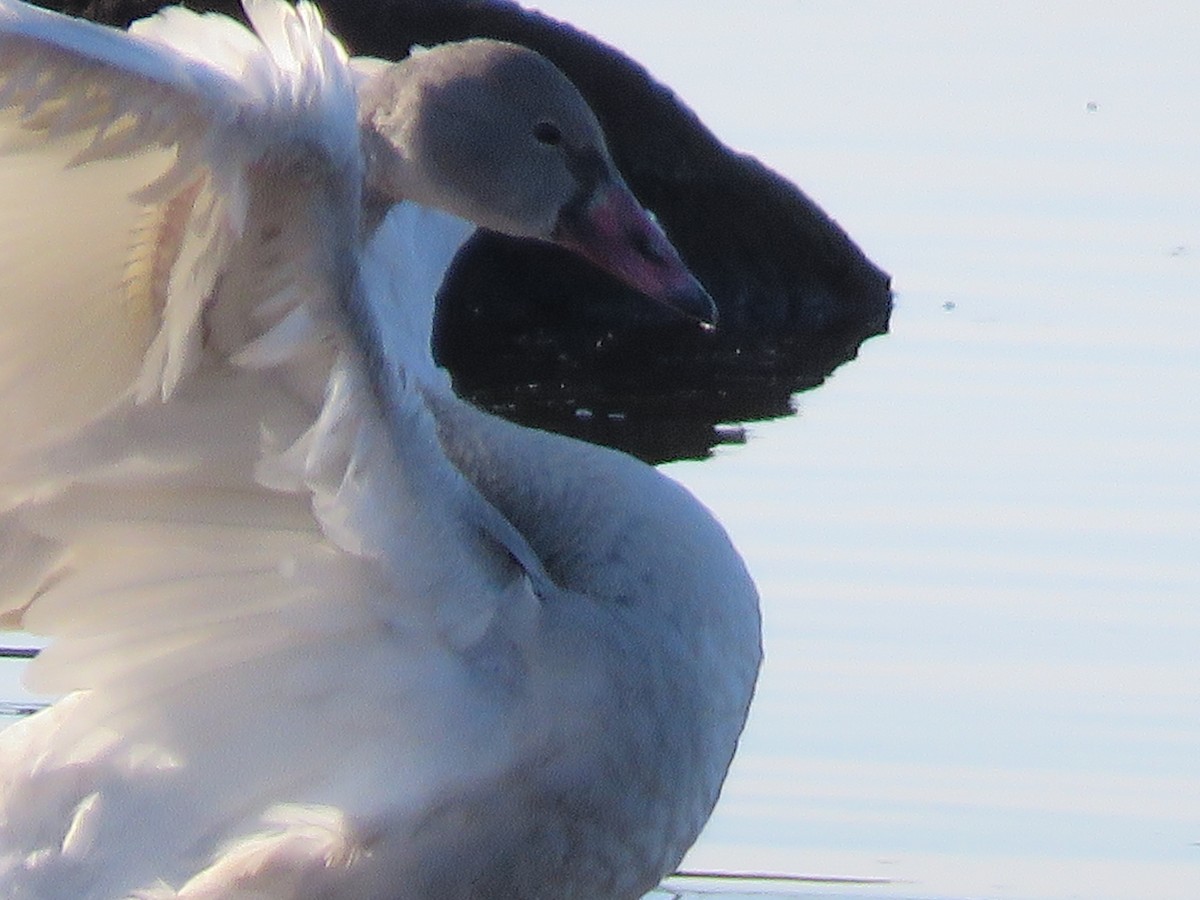 Trumpeter Swan - ML282386051