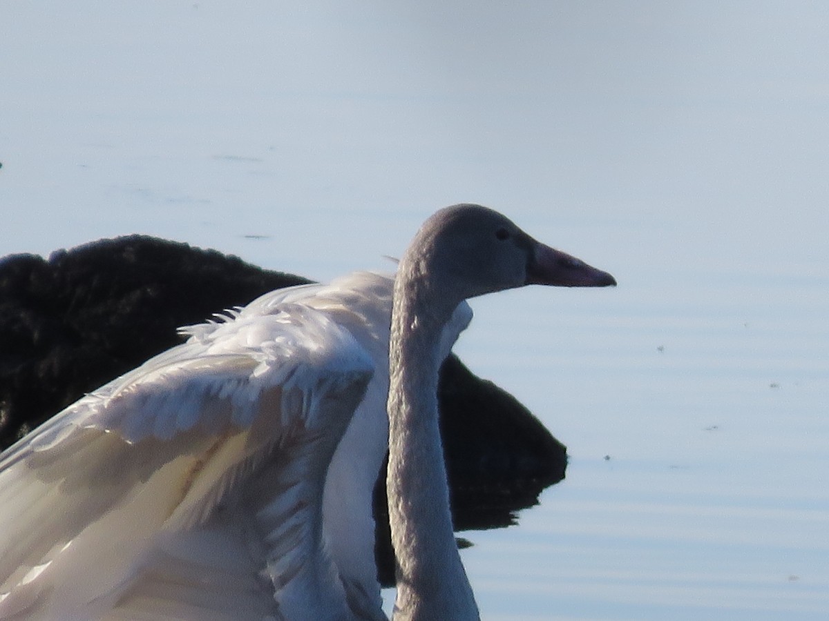 Trumpeter Swan - ML282386071