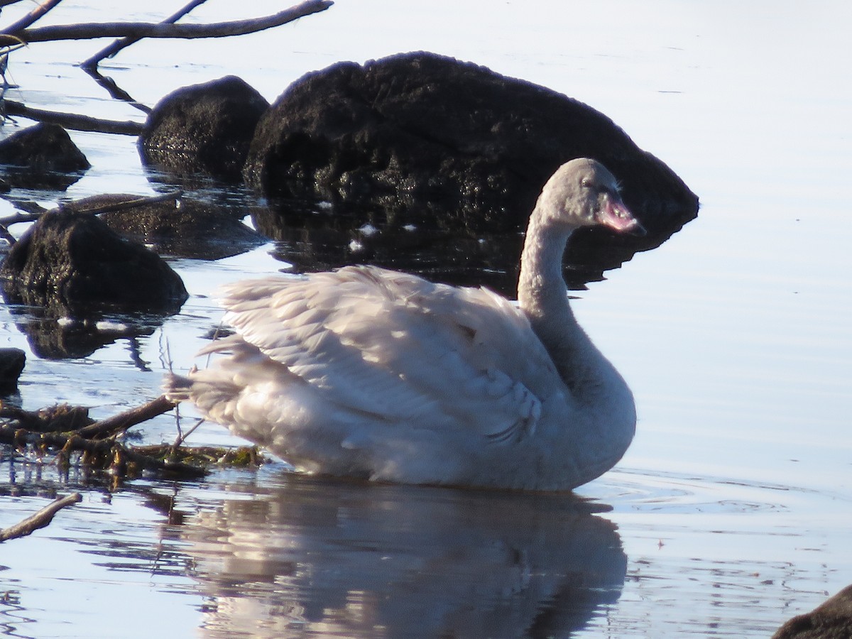 Trumpeter Swan - ML282386091