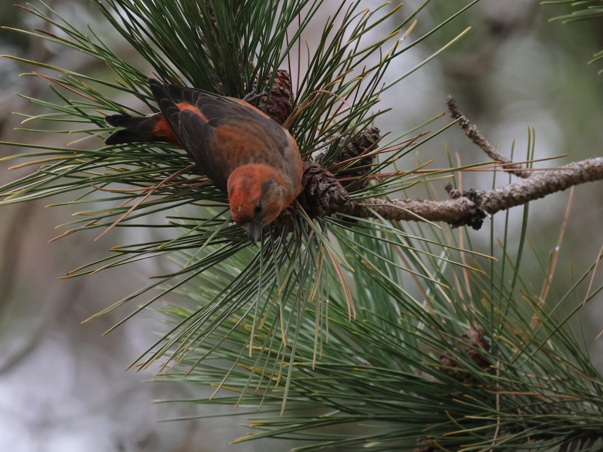 Red Crossbill (Ponderosa Pine or type 2) - Tim Lenz