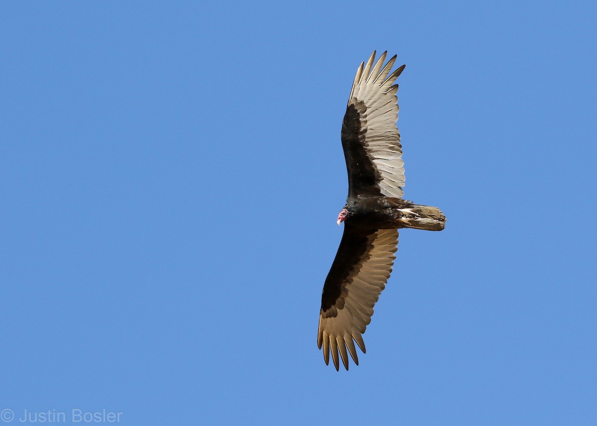 Turkey Vulture - Justin Bosler