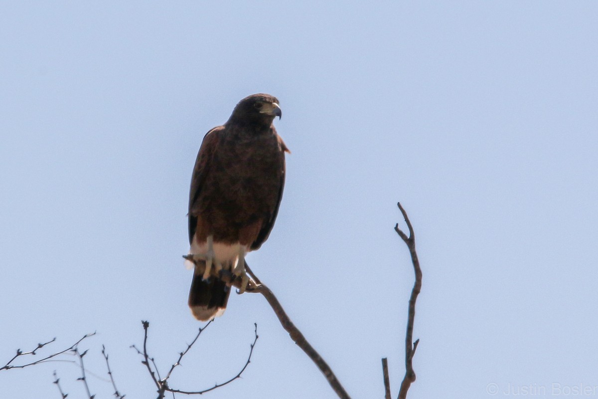 Harris's Hawk - Justin Bosler