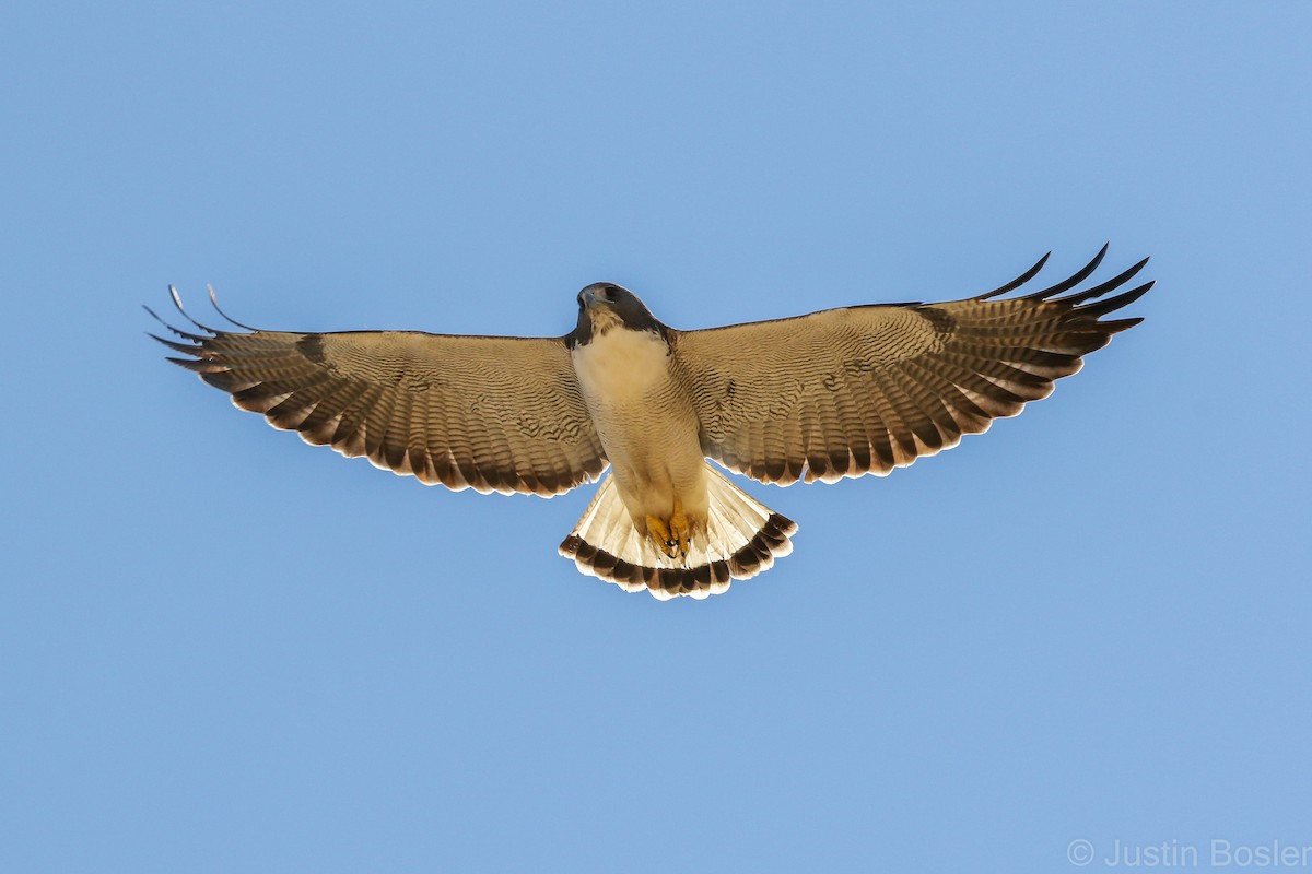 White-tailed Hawk - Justin Bosler