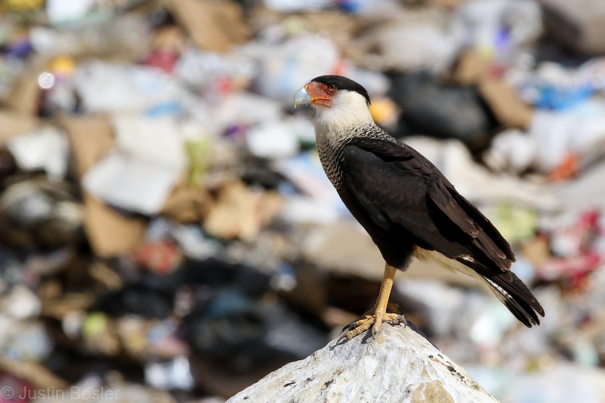 Caracara huppé (cheriway) - ML282392661