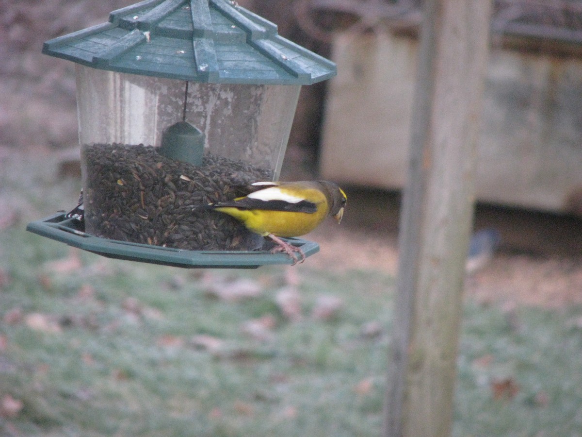 Evening Grosbeak - Larry Hall