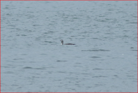 Red-throated Loon - ML282394791