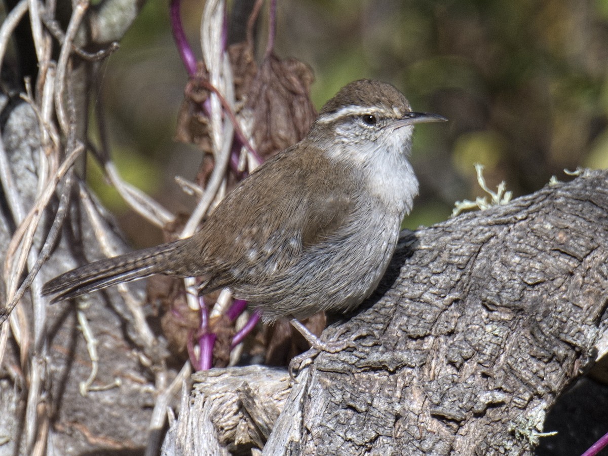 Bewick's Wren (spilurus Group) - ML282395801