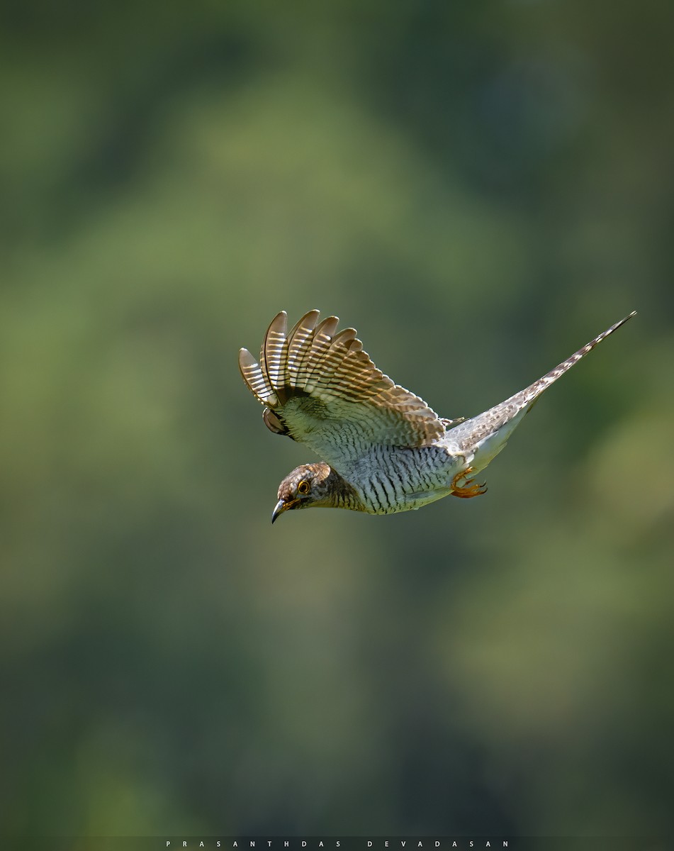 Common Cuckoo - ML282396341