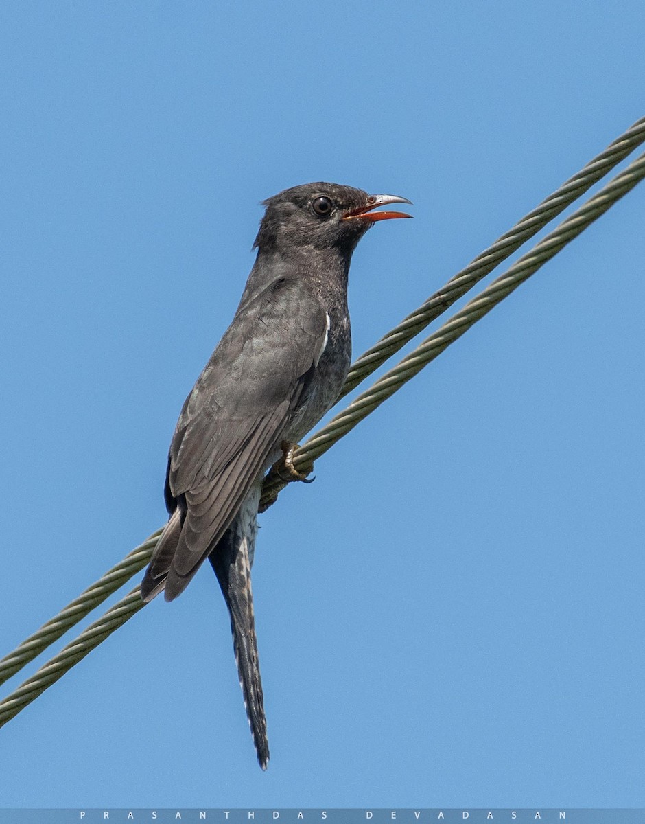 Gray-bellied Cuckoo - prasanthdas ds