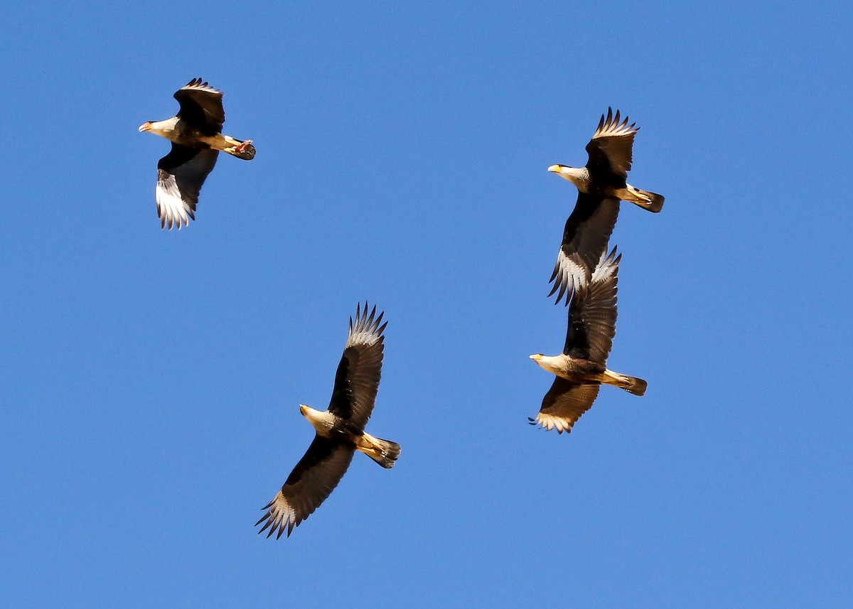 Crested Caracara (Northern) - Justin Bosler